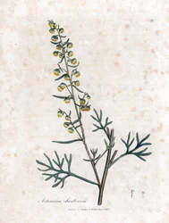 Semen contra nebo semencine nebo pelyněk Judee - Santonica, Artemisia cina. Ručně kolorovaná mědirytina z botanické ilustrace Jamese Sowerbyho z Williama Woodvilla a Sira Williama Jacksona Hookera "" Medical Botany "," John Bohn, Londýn