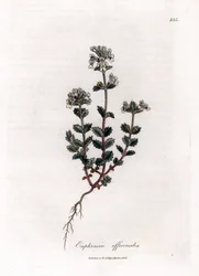 Krátkozraká tráva - Světlice obecná, Euphrasia officinalis. Ručně kolorovaná mědirytina z botanické ilustrace Jamese Sowerbyho z Williama Woodvilla a Sira Williama Jacksona Hookera "" Medical Botany "," John Bohn, Londýn