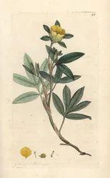 Mochna keřovitá, Dasiphora fruticosa nebo Potentilla fruticosa (Mochyně frutescente ou la mochna shbustive) Ručně kolorovaná mědirytina podle ilustrace Jamese Sowerbyho z James Smith