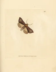 Štíhlé leštěné brassels, Thysanoplusia orichalcea (yorkshire leštěné brassels můra; Phalaena Noctua aerifera). Ručně kolorovaná mědirytina od Jamese Sowerbyho z The British Miscellany nebo barevné figurky nových, vzácných nebo málo známých zvířat su