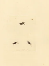 Kobylka štíhlá, Tetrix subulata (acrydium ve tvaru AWL, Acrydium subulatum). Ručně kolorovaná mědirytina od Jamese Sowerbyho z The British Miscellany nebo Barevné figurky nových, vzácných nebo málo známých zvířecích předmětů.