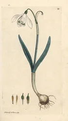 Sněženka, Galanthus nivalis. Ručně kolorovaná mědirytina podle ilustrace Jamese Sowerbyho z James Smith