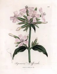 Mydlice lékařská, Saponaria officinalis. Ručně kolorovaná mědirytina z botanické ilustrace Jamese Sowerbyho z Williama Woodvilla a Sira Williama Jacksona Hookera "" Medical Botany "," John Bohn, Londýn