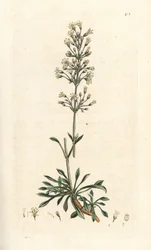 Moucha španělská, Silene otites (šampion španělský, Cucubalus otites) (silene a malé listy) Ručně kolorovaná mědirytina podle ilustrace Jamese Sowerbyho z James Smith