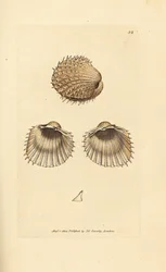 Srdcovka ostnitá, Acanthocardia aculeata (Cardium spinosum). Ručně kolorovaná mědirytina Jamese Sowerbyho z díla The British Miscellany, or Coloured figures of new, rare, or little known animal subjects.