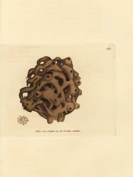 Houba, Haliclona cinerea (zrušená houba, Spongia cancellata). Ručně kolorovaná mědirytina od Jamese Sowerbyho z The British Miscellany nebo Barevné figurky nových, vzácných nebo málo známých zvířecích předmětů.