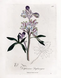 Staphisegar nebo tráva s vešmi nebo tráva s dnou nebo divokými hrozny - Skřivánek palmový nebo stavesacre, Delphinium staphisagria. Ručně kolorovaná mědirytina z botanické ilustrace od Jamese Sowerbyho z William Woodville a Sir William Jackson H