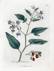 Lilek potměchuť - Dřevnatý lilek, Solanum dulcamara. Ručně kolorovaná mědirytina podle botanické ilustrace Jamese Sowerbyho z knihy Medical Botany Williama Woodvilla a sira Williama Jacksona Hookera, John Bohn, Londýn