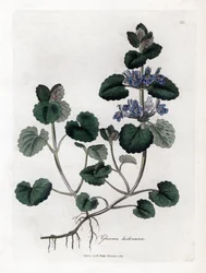 Popenec obecný - popenec břečťanovitý, Glechoma hederacea. Ručně kolorovaná mědirytina podle botanické ilustrace Jamese Sowerbyho z knihy „Medical Botany“ Williama Woodvilla a sira Williama Jacksona Hookera, John Bohn, Londýn