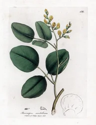 Odrůda fabacee (luštěniny) - Červené santalové dřevo, Pterocarpus santalinus. Ručně kolorovaná mědirytina z botanické ilustrace Jamese Sowerbyho z Williama Woodvilla a Sira Williama Jacksona Hookera "" Medical Botany "," John Bohn, Londýn