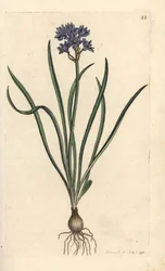 Jarní nebo jarní squill, Scilla verna (Spring Scille) Ručně kolorovaná mědirytina podle ilustrace Jamese Sowerbyho z James Smith