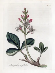 Vodní trojlístek nebo buckbean, Menyanthes trifoliata. Ručně kolorovaná mědirytina z botanické ilustrace Jamese Sowerbyho z Williama Woodvilla a Sira Williama Jacksona Hookera "" Medical Botany "," John Bohn, Londýn