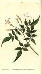 Bílý jasmín (nebo jasmín lékařský) - Jasmín lékařský nebo jasmín lékařský, Jasminum officinale. Ručně kolorovaná mědirytina a botanická ilustrace od Jamese Sowerbyho z The Botanical Magazine Williama Curtise, Lambeth Marsh, Londýn