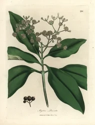 Bíle květovaný všekořeněný strom, Myrtus pimenta