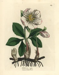 Čemeřice černá s bílými květy neboli vánoční růže, Helleborus niger