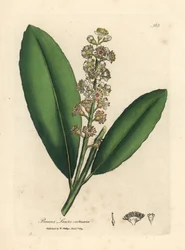 Bílá květovaná třešeň vavřínový strom, Prunus laurocerasus