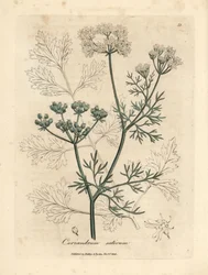 Bíle květovaný koriandr, Coriandrum sativum
