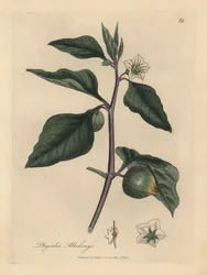 Bílá květovaná zimní třešeň, Physalis alkekengi