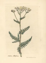 Bělokvětý řebříček nebo řebříček, Achillea millefolium
