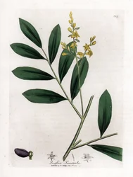 Bílý mahagon nebo marupa - Simaruba, Simarouba amara. Ručně kolorovaná mědirytina z botanické ilustrace Jamese Sowerbyho z Williama Woodvilla a Sira Williama Jacksona Hookera "" Medical Botany "," John Bohn, Londýn