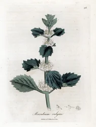 Marruba bílá nebo obyčejná - Jablečník obecný, Marubium vulgare. Ručně kolorovaná mědirytina z botanické ilustrace Jamese Sowerbyho z Williama Woodvilla a Sira Williama Jacksona Hookera "" Medical Botany "," John Bohn, Londýn