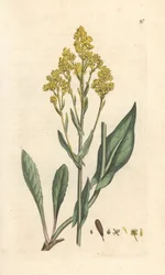 Woad, Isatis tinctoria (Pastel des dyers ou guede) Ručně kolorovaná mědirytina podle ilustrace Jamese Sowerbyho z anglické botaniky Jamese Smithe, Londýn