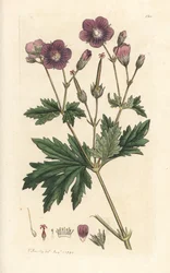 Jeřáb lesní nebo pelargónie lesní, Geranium sylvatium (pelargónie) Ručně kolorovaná mědirytina podle ilustrace Jamese Sowerbyho z James Smith