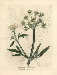 Žlutě květovaný libeček, Ligusticum levisticum