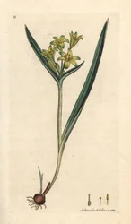 Žlutá betlémská hvězda, Gagea lutea (Ornithogalum luteum) (gagee jaune) Ručně kolorovaná mědirytina podle ilustrace Jamese Sowerbyho z anglické botaniky Jamese Smithe, Londýn