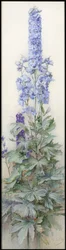 Delphiniums, cca 1920