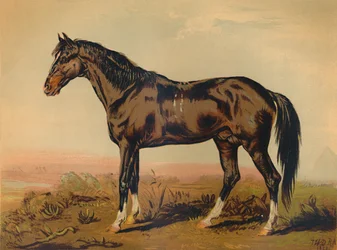 A Dongola Horse, c1850, c1879.