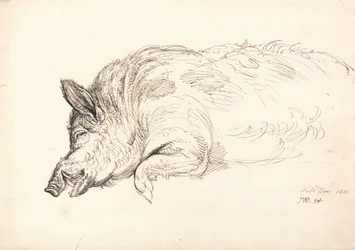 Divoké prase, spící nebo mrtvý, 1814