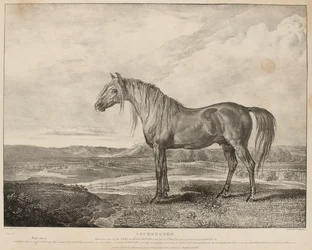 „Kodaň, kůň, na němž jel vévoda z Wellingtonu v bitvě u Waterloo, byl vyšlechtěn generálem Grosvenorem“, kolem roku 1824