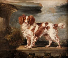 Portrét Dash, oblíbený španěl, majetek Lady Frances Vane-Tempest