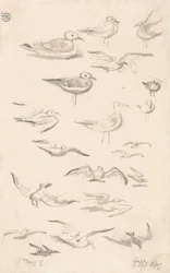 Studie racků