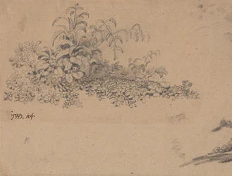 Studie podrostu