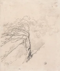Strom na svahu