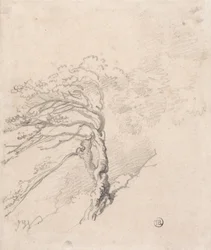Strom na svahu