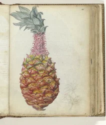 Ananas