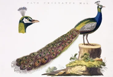 Páv, kolem 1809-1829