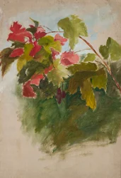 Listy vinné révy