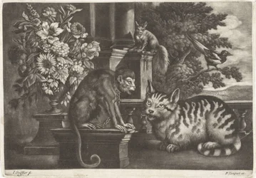 Aap, kat, eekhoorn en ekster