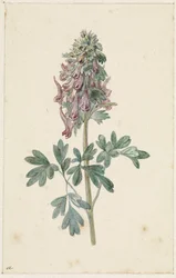Kvetoucí Corydalis bulbosa