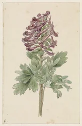 Kvetoucí Corydalis bulbosa