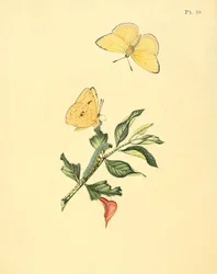 Phoebus senna (jako syn. Papilio hyperici)