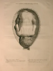 Albinus, Uterus, Pl. III, ilustrace z 