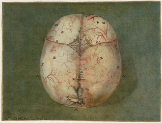 Otisky mozku a srdce Anatomická studie lebky nezralého dítěte