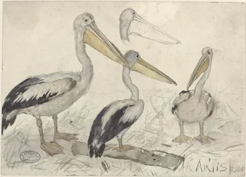 Pelikáni v Artis Zoo