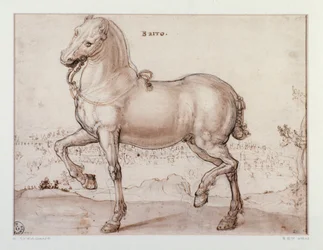 Studie pro koně Kresba Giovanni Stradano (Jan van der Straet) (1523-1605) Florencie, Oddělení tisků a kreseb, Uffizi (kanceláře)