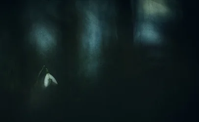 Záře osamělé sněženky